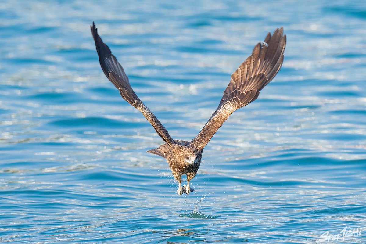 麻鷹會逆風降落水面抓魚。