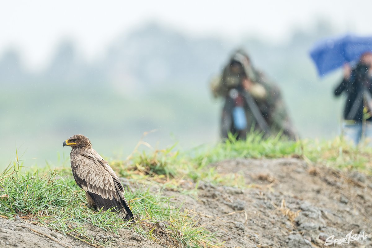拍攝雀鳥時保持安靜並保持距離。