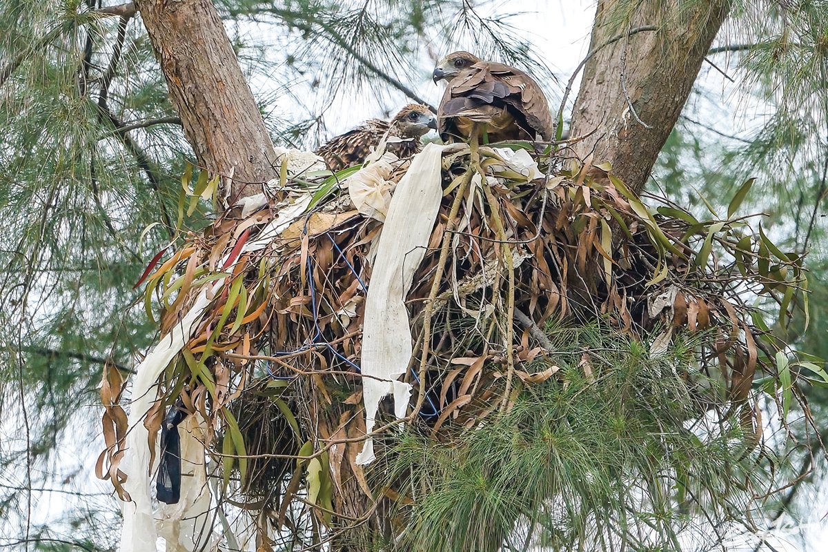 據外國研究發現，麻鷹巢內的白色物件愈多，表示該巢「主力」擁有更強的攻擊能力，從而警告外來麻鷹不要隨意接近。
