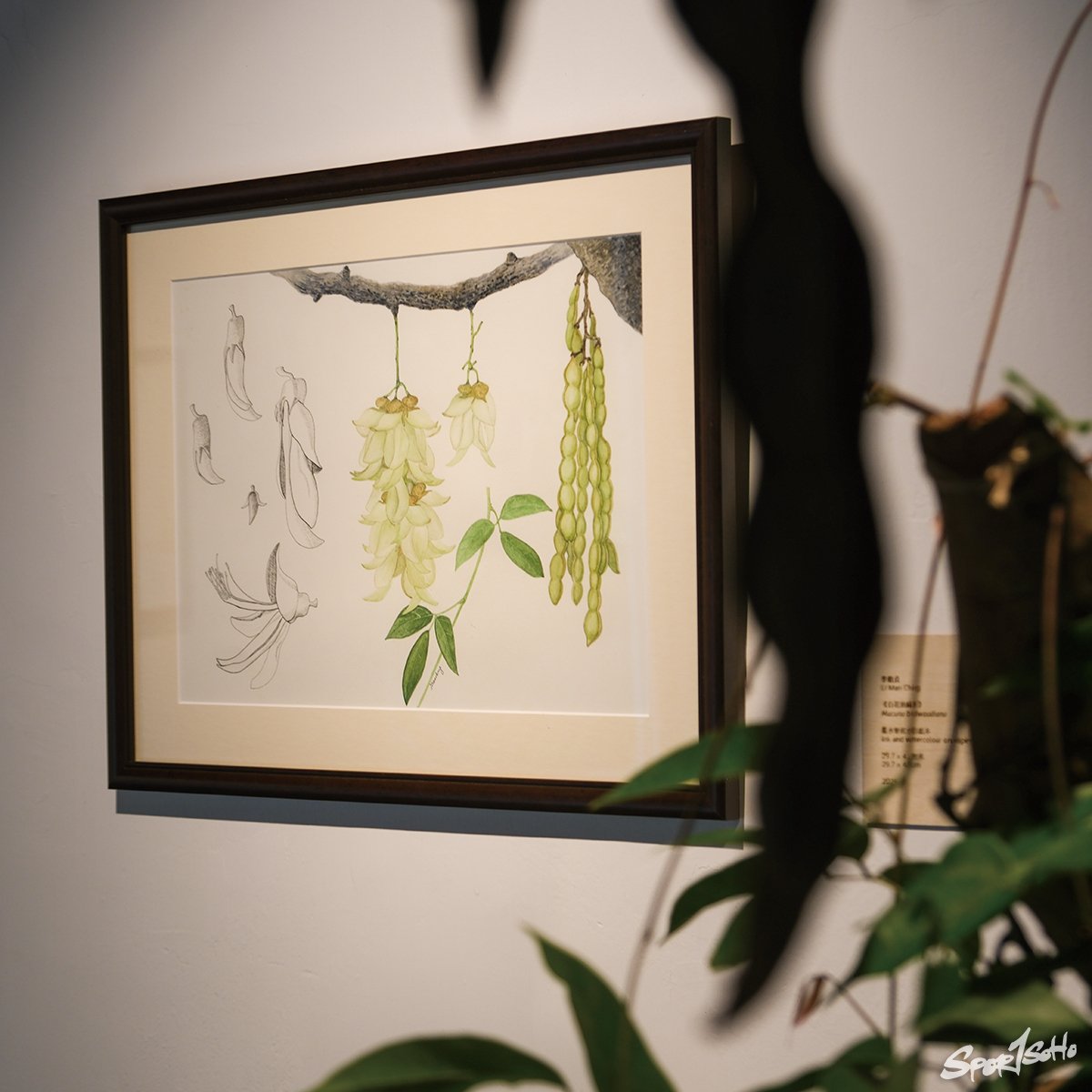 畫紙上的香港原生植物 寫意水墨國畫 vs 精準科學繪圖｜Yama嗲.jpg