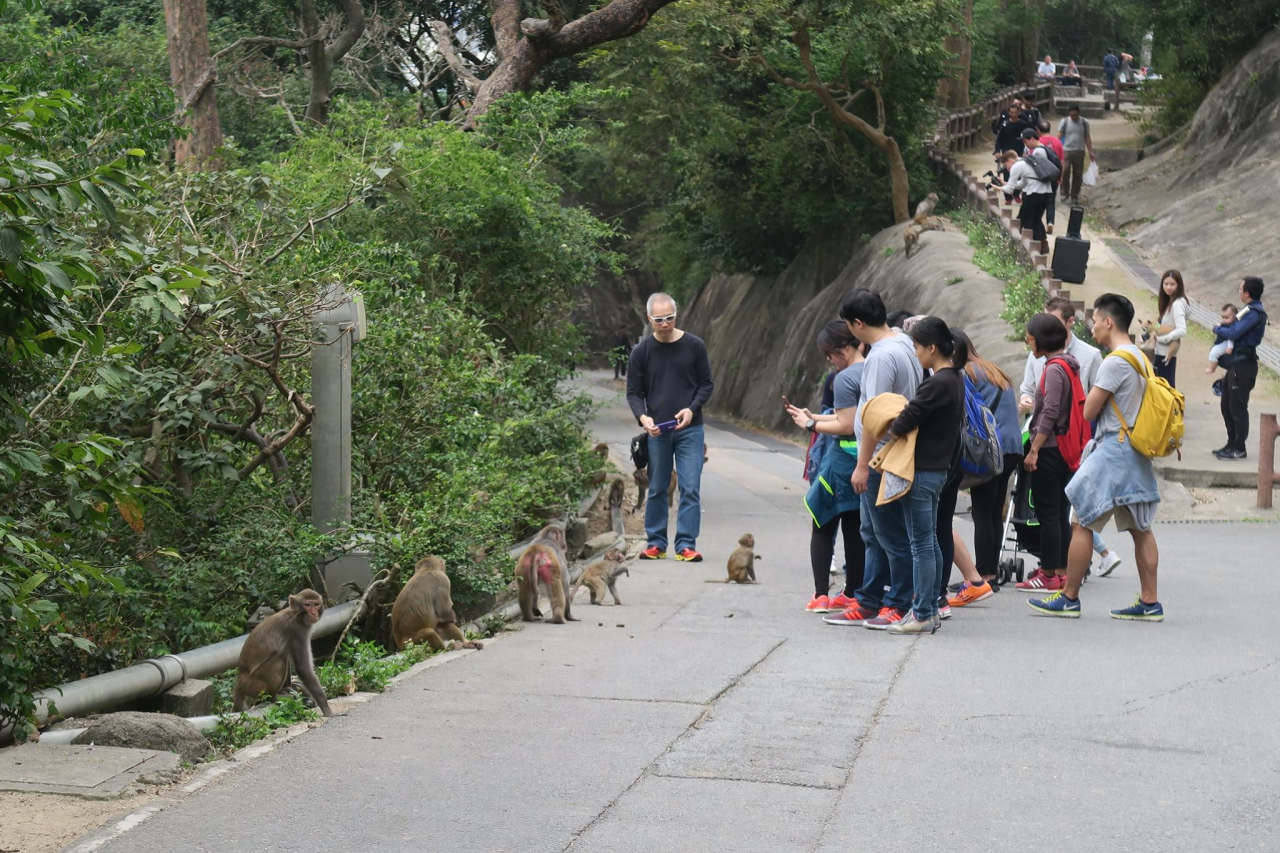 專家提醒市民,遇到野生動物時應保持冷靜,若身上有食物 就要收好,亦切忌餵食所有野生動物。