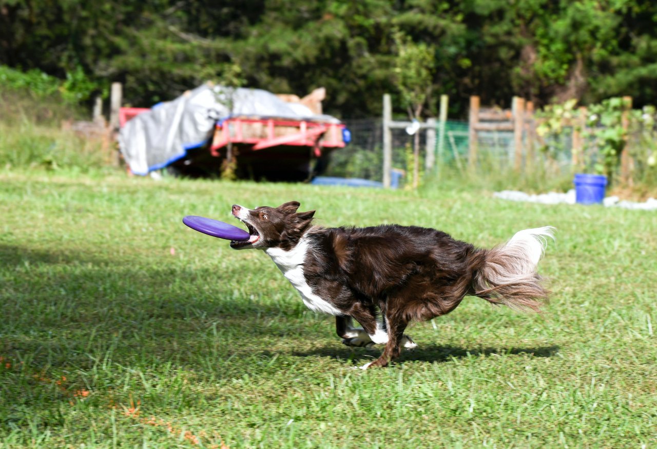 飛盤是狗狗最愛運動之一