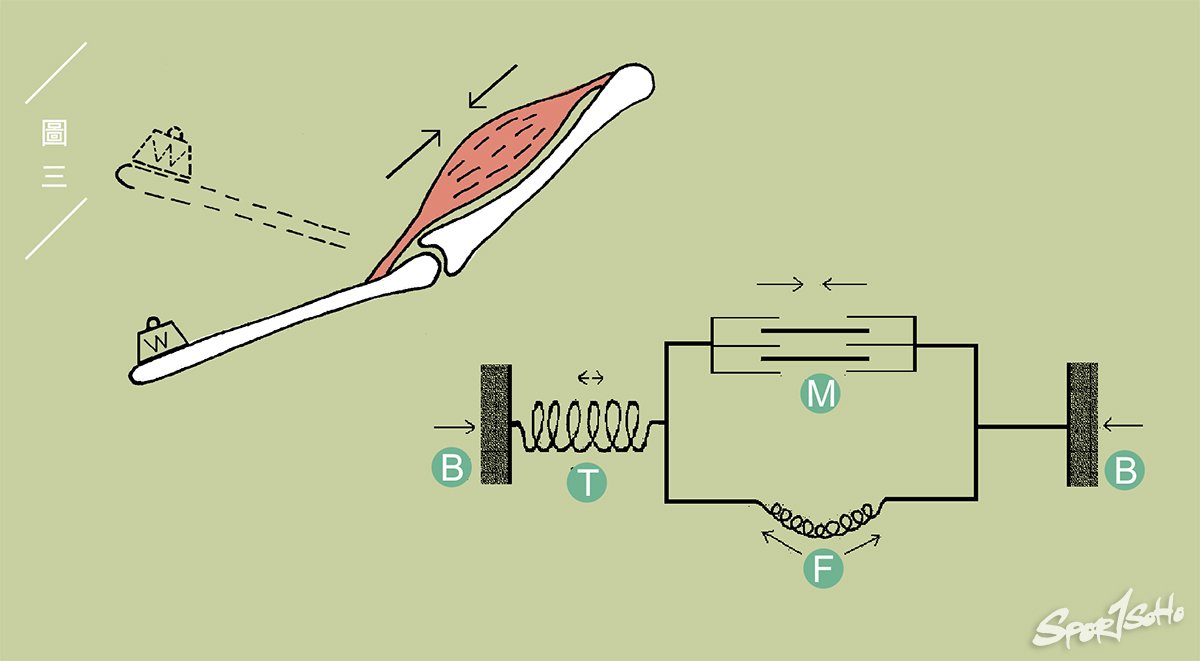 等張向心收縮(Isotonic Concentric Contraction)