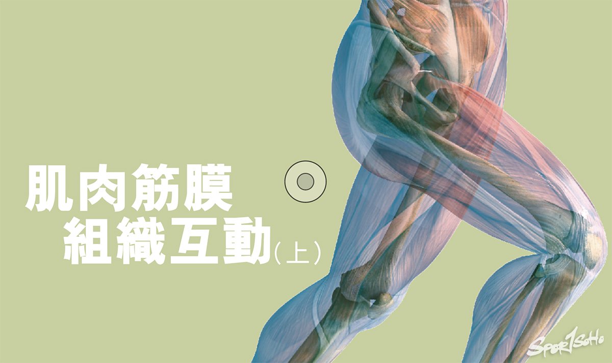 肌肉筋膜 組織互動(上)