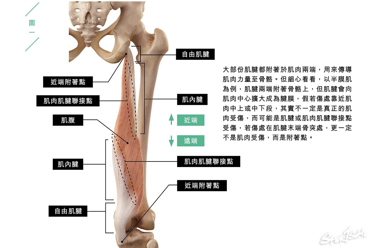 膕繩肌受傷 I|運動科學與創傷