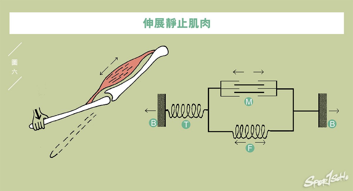 肌肉筋膜組織互動(下)|運動科學與創傷