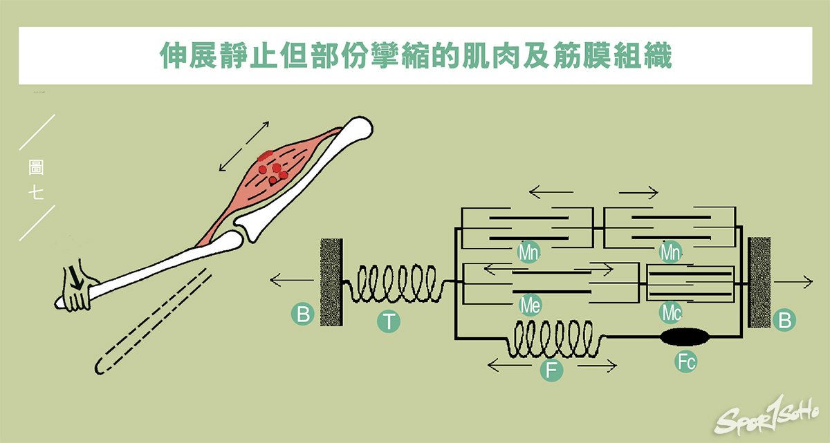 肌肉筋膜組織互動(下)|運動科學與創傷