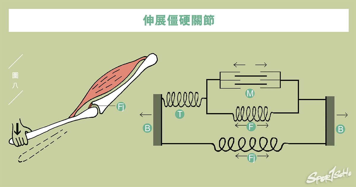 肌肉筋膜組織互動(下)|運動科學與創傷