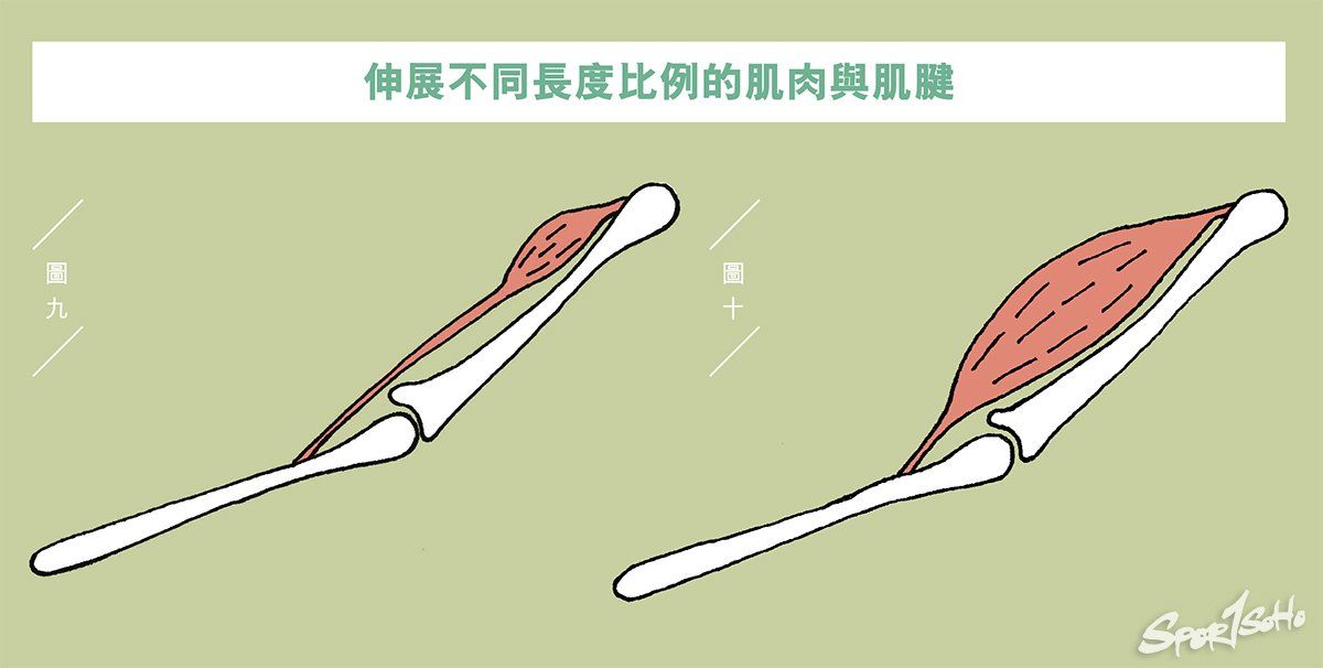 肌肉筋膜組織互動(下)|運動科學與創傷