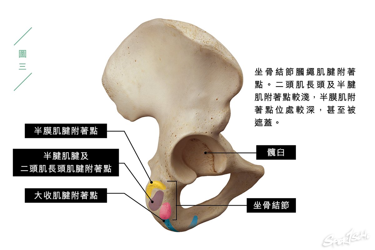 膕繩肌受傷 I|運動科學與創傷