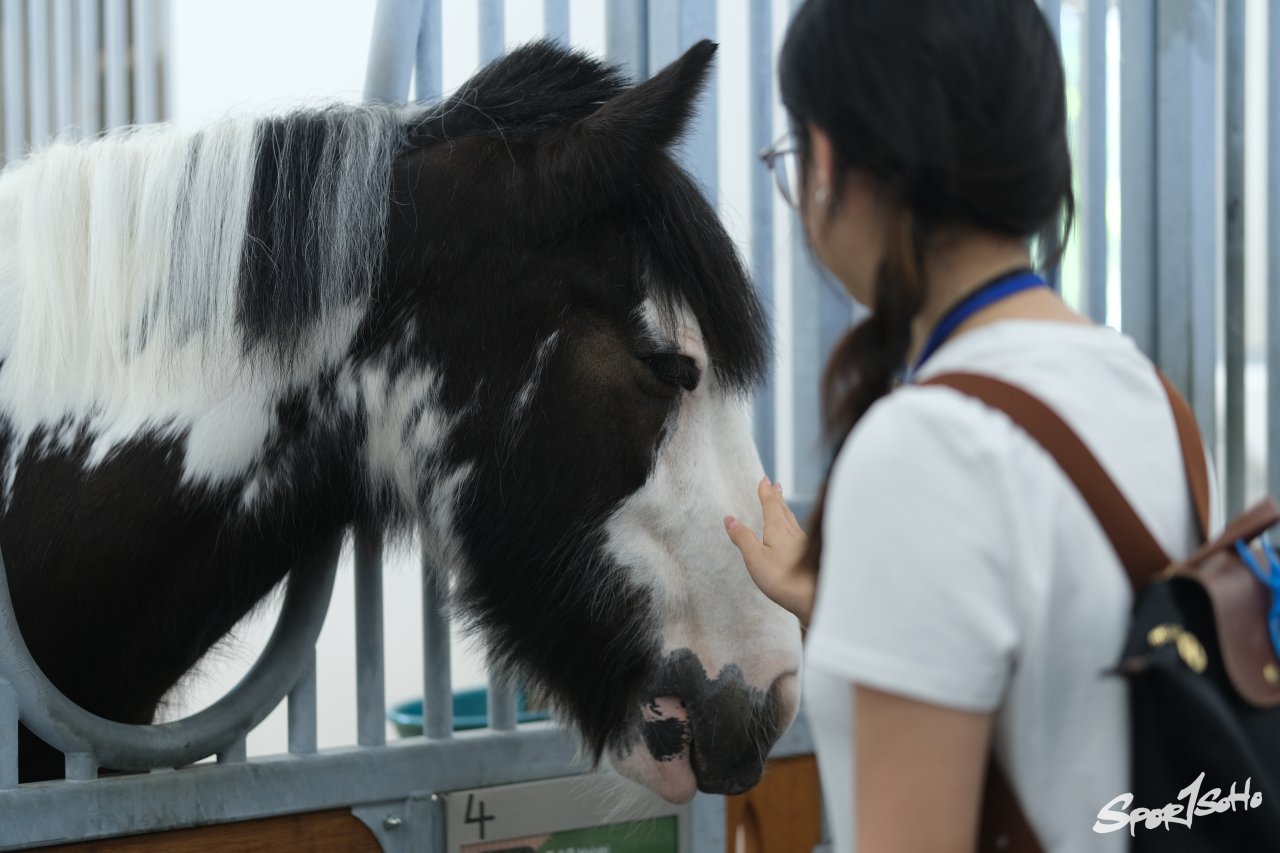 彭福公園「小馬大本營」為香港馬術培訓小馬迷 傳承奧運精神