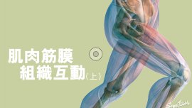 肌肉筋膜  組織互動(上）